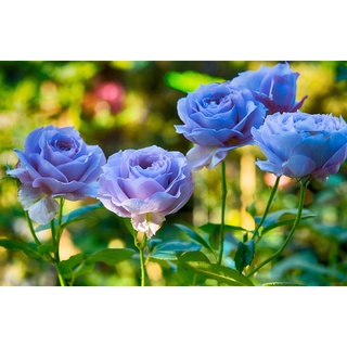 25 เมล็ด เมล็ดกุหลาบ สีน้ำเงิน ดอกใหญ่ กุหลาบ  Rose seeds