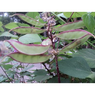 เมล็ด ถั่วแปบจีน - Chinese Hyacinth Bean