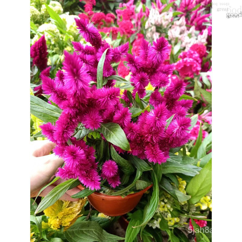 {พืชสวนมากที่สุด @ Lot 61} ไก่ balung Flower Tree | Celosia | Living decorative Flower Tree | พืช LN