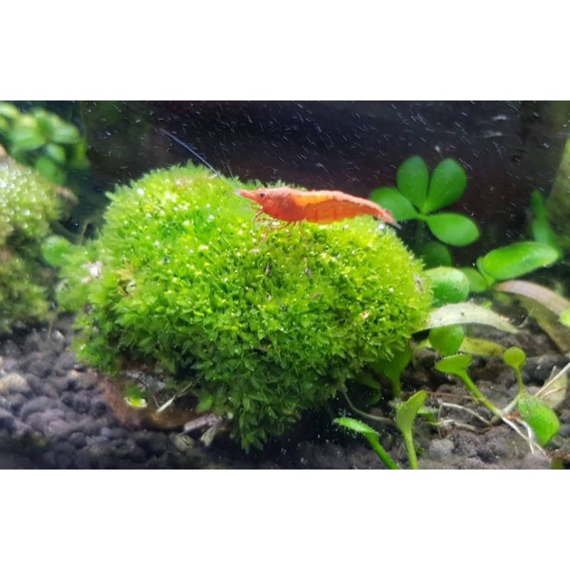 มอสดาวพันหินภูเขาไฟดำ ขนาด 2-3 ซม. ซื้อ 1 แถม