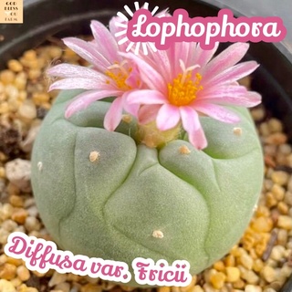 [โลโฟโฟร่า] Lophophora ส่งพร้อมกระถาง แคคตัส Cactus Succulent Haworthia Euphorbia ไม้หายาก พืชอวบน้ำ ไม้หนาม