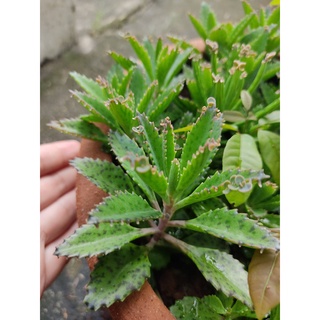 ต้นเศรษฐีพันล้าน พันธุ์ คาลันโช Kalanchoe tubiflora   กระถาง2 นิ้ว  29  บาท