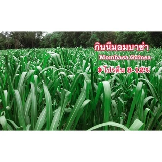 กินนีมอมบาซ่า พร้อมปลูกเกรดส่งออก