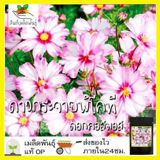 เมล็ดพันธุ์ ดาวกระจายพิโคที ดอกคอสมอส 200 เมล็ด Picotee Cosmos Flower เมล็ดพันธุ์แท้ นำเข้าจากต่างประเทศ ปลูกผัก โตไว