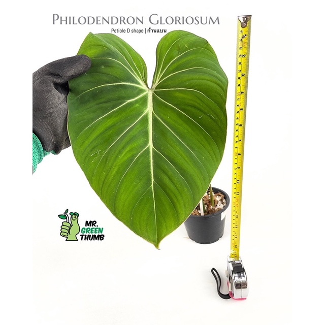 Philodendron Gloriosum ไม้ยอด แข็งแรง ใกล้แทงใบใหม่