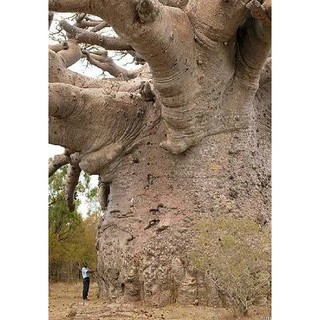 เมล็ด ต้นไม้ยักษ์ เบาบับดิจิทาทา - Adansonia digitata baobab