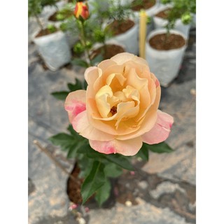 กุหลาบแลมเปี้ยน (Lampion rose) กุหลาบสีเหลืองเหลือบส้ม