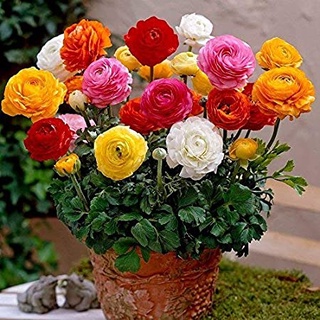 20 เมล็ด persian buttercup ดอกบัตเตอร์คัพ (Buttercup) คละสี นำเข้าพร้อมคู่มือ