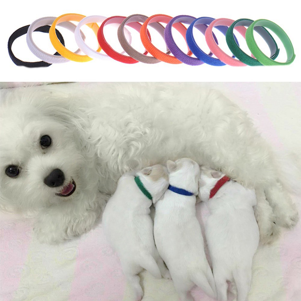 newborn puppy id collars