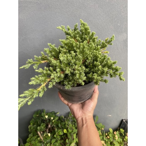 สนเลื้อยแคระ-สนจูนิเปอร์ ( Juniperus procumbens ) #กระถาง 8-11 นิ้ว