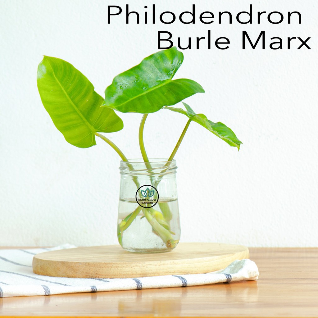 1 แถม 1 ไม้ฟอกอากาศ ฟิโลเดนดรอน Philodendron burle marx ปลูกในน้ำ ปลูกในดิน วางโต๊ะทำงานในบ้านดูดซับฝุ่นละออง ดูแลง่าย