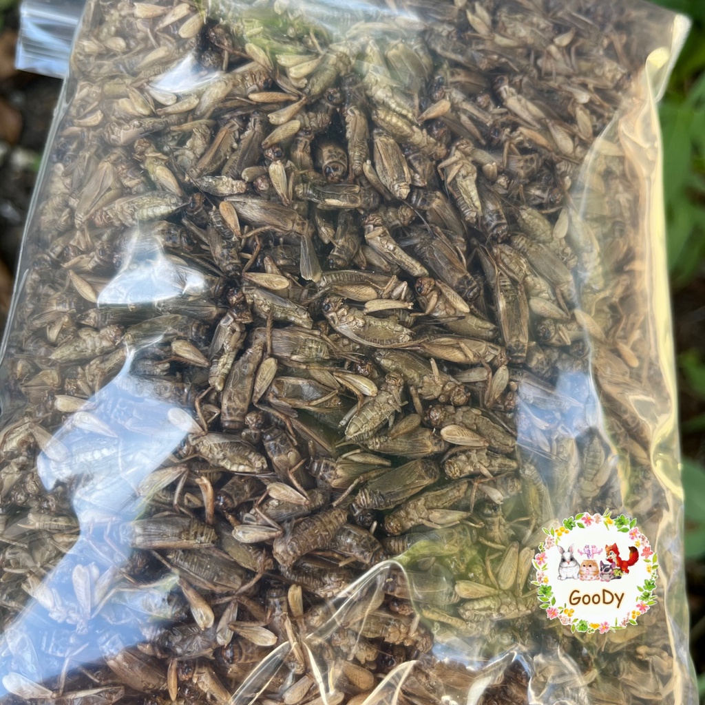 ผงสะดิ้งอบแห้ง 50 กรัม/g. Dried House Crickets Powder
