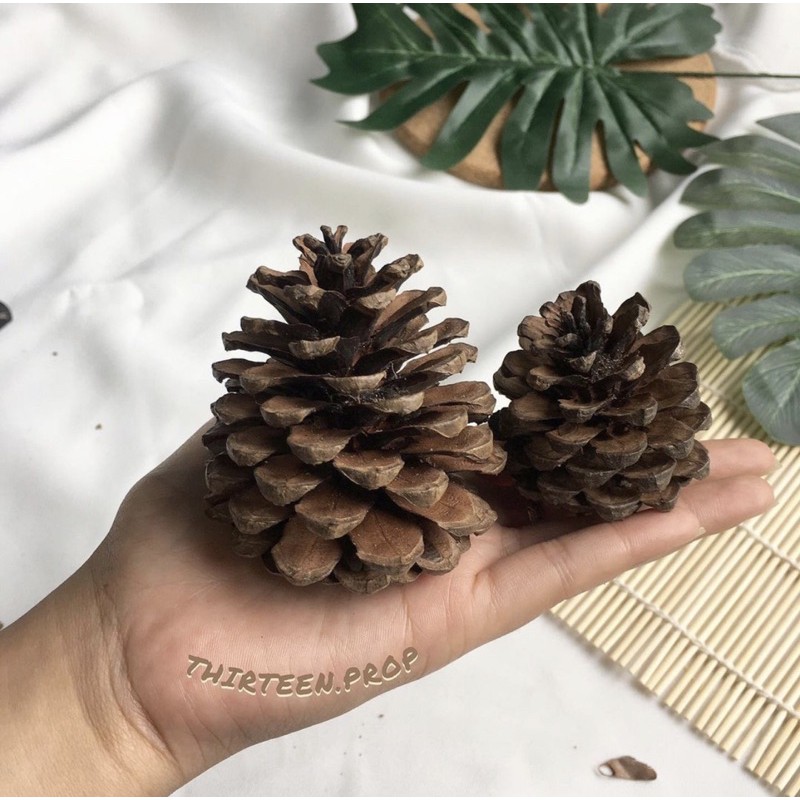 ลูกสนแห้ง ธรรมชาติ 100% พร็อพตกแต่ง thirteen.prop
