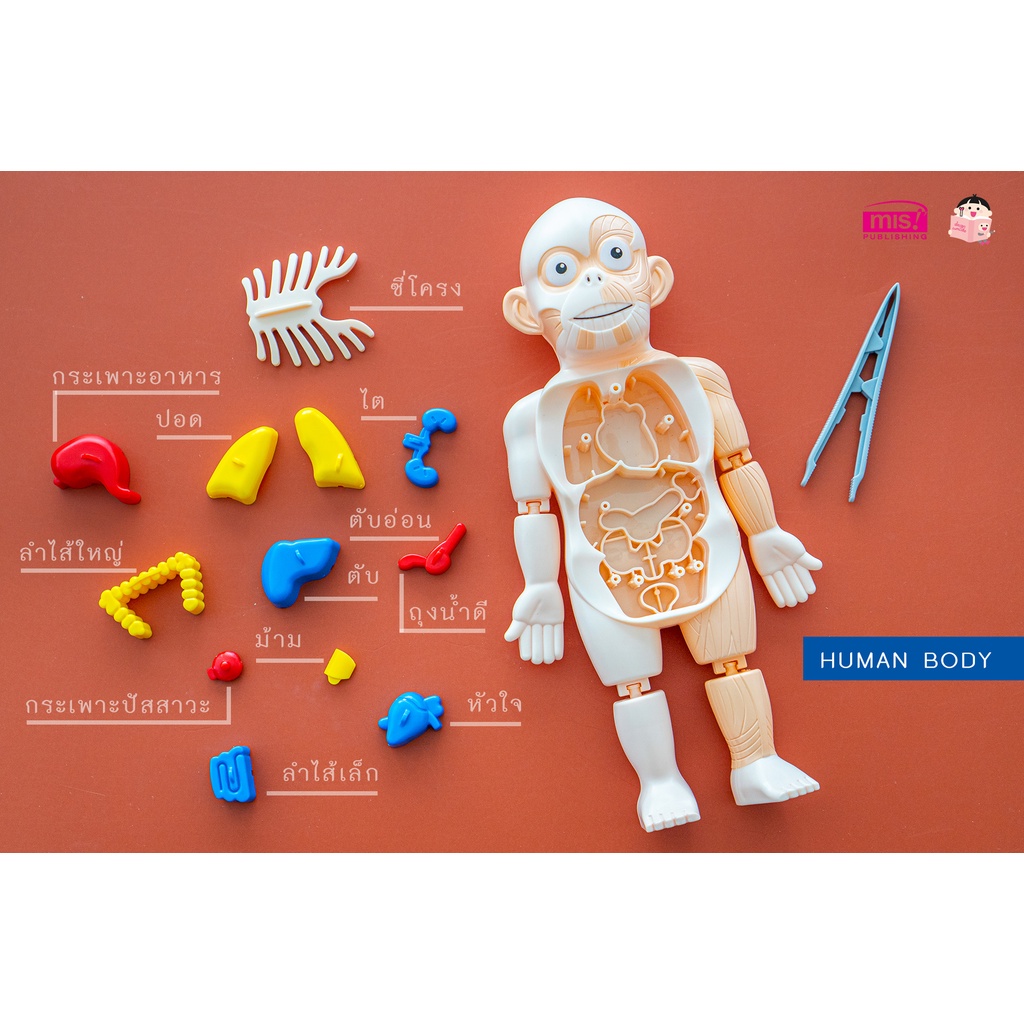 หนังสือร่างกายมนุษย์ พร้อมโมเดลร่างกายมนุษย์ 👀+การ์ด!! 💪โมเดลอวัยวะ🦵ของเล่นแนววิทยาศาสตร์ 🧠Human Body Model 👀Anatomy - รูปที่ 2