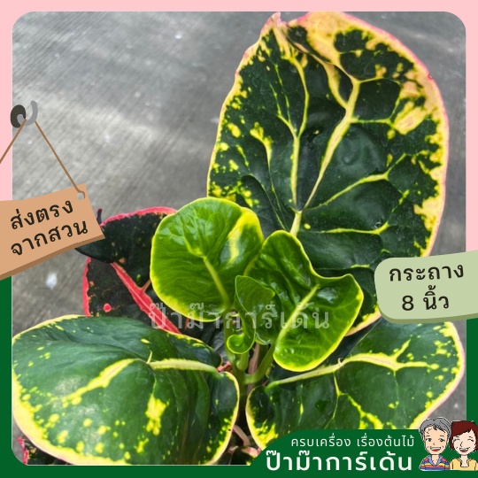 มุมมอง 2