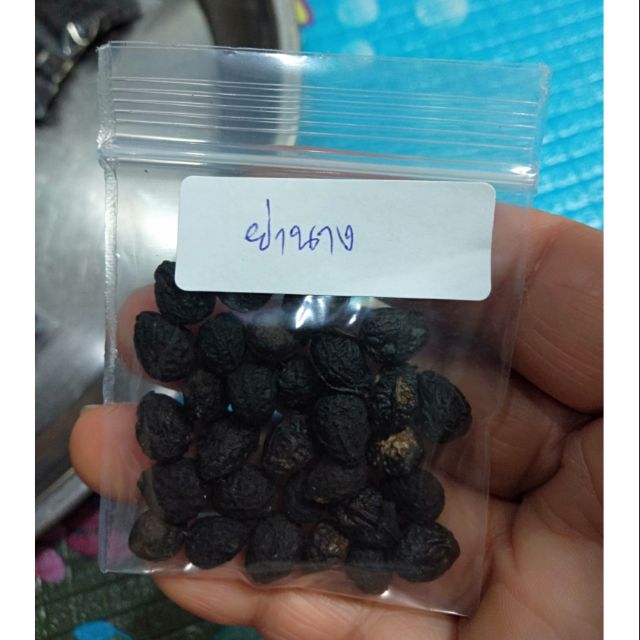 เมล็ดต้นย่านาง 30 เม็ด