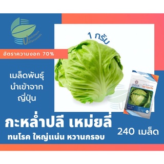 กะหล่ำปลี เหม่ยหลี่ (Cabbage)