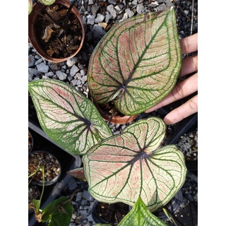 บอนสี  มิ่งมหามงคล caladium