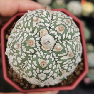 แอ​สโตร​ไ​ฟตั้​ม​ super วีขาวมาก #แคสตัส castus​ astrophytum แอสโตร แอสโตร​ไ​ฟตั้​ม แอสโตรไฟตัม กระบองเพชร แอสโตรวี