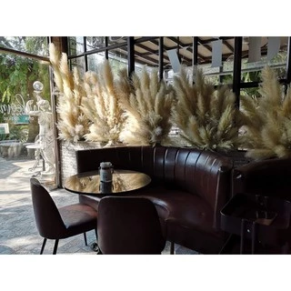ดอกเลา(1กำได้10ก้าน) ดอกเลาขาวทองธรรมชาติ​ ดอกไม้จริง​ pampas​ ดอกหญ้าแห้ง​ หญ้าแห้ง มี3ไซส์S, M, L