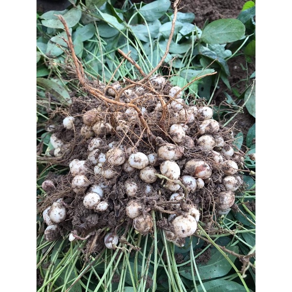 ถั่วหรั่งดิบ (Bambara groundnut) *ถอนสด เม็ดใหญ่ หวาน มันส์