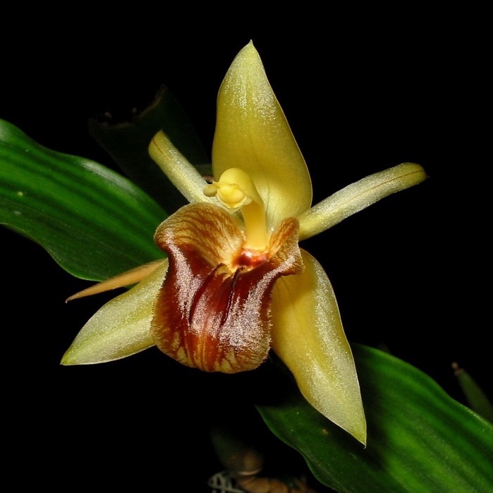 Coelogyne triplicatula กล้วยไม้ซิโลจิเน่ ไตรพลิคาตูล่า