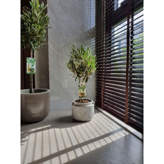 Olea Europaea 'Leccino' 🌿 ขนาด 60cm จากร้าน ลา พรีมา เวร่า *…