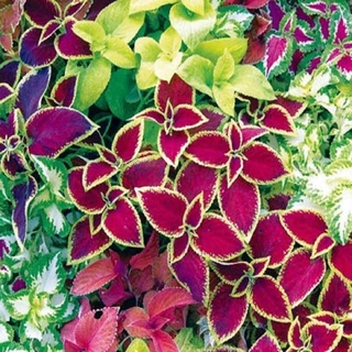 50 เมล็ด เมล็ดพันธุ์ ฤาษีผสม Coleus Seeds