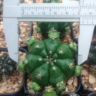 💥ยิมโนแม่ลูกดก💥 Gymnocalycium damsii 4-5ซม. ต้นกระบองเพชร  ต้นแคคตัส (กรุณาอ่านรายละเอียดก่อนทำการสั่งซื้อ)