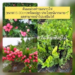 ต้นมะม่วงห่าวมะนาวโห่ (ขนาด15-30cm)พร้อมปลูก ประโยชน์มากมาย🌱 ผลสามารถนำไปเเช่อิ่มได้