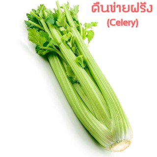 🌱เมล็ดพันธุ์ผัก คื่นช่ายฝรั่ง(เซเลอรี่) พันธุ์พื้นบ้าน 10 บาท 📌งอกดีมีคู่มือการปลูก / ผักสวนครัว เมล็ดผัก