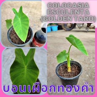 1 ต้นบอนเผือกทองคำ Colocasia Golden taro ต้นบอนโกลเด้นทาโร่ น่าสะสม  จัดส่งพร้อมกระถาง