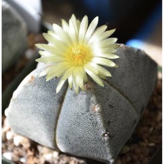 Astrophytum myriostigma var. quadricostatum