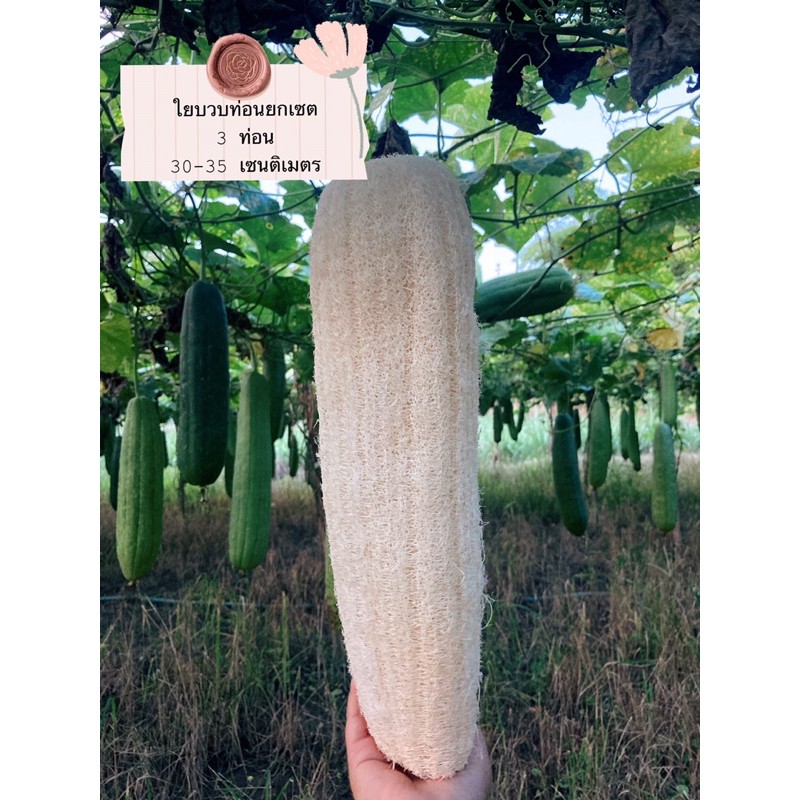 🌱ใยบวบขัดตัว เซ็ต 3 ชิ้น สุดคุ้ม!!🌱 ขนาด 30-35 cm ปกติชิ้นละ 39฿ ใยบวบหอมธรรมชาติ🍀