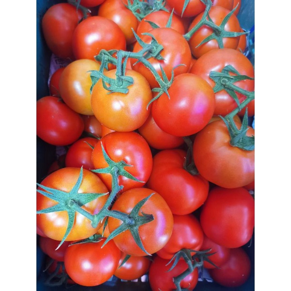 มะเขือเทศเนื้อสดๆ Tomato 500g