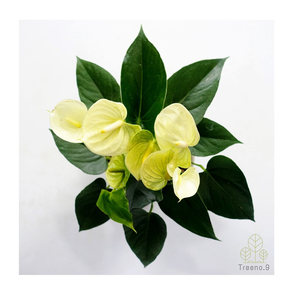 Treeno.9 T43 ดอกหน้าวัวสีเหลือง Anthurium งานพรีเมี่ยม ไม้ฟอกอากาศ  พุุ่มใหญ่ ความรุ่งเรือง สีสันสดใส กระถางเล็ก 5 นิ้ว ต้นใหญ่ล้น - Treeno.9 -  Thaipick