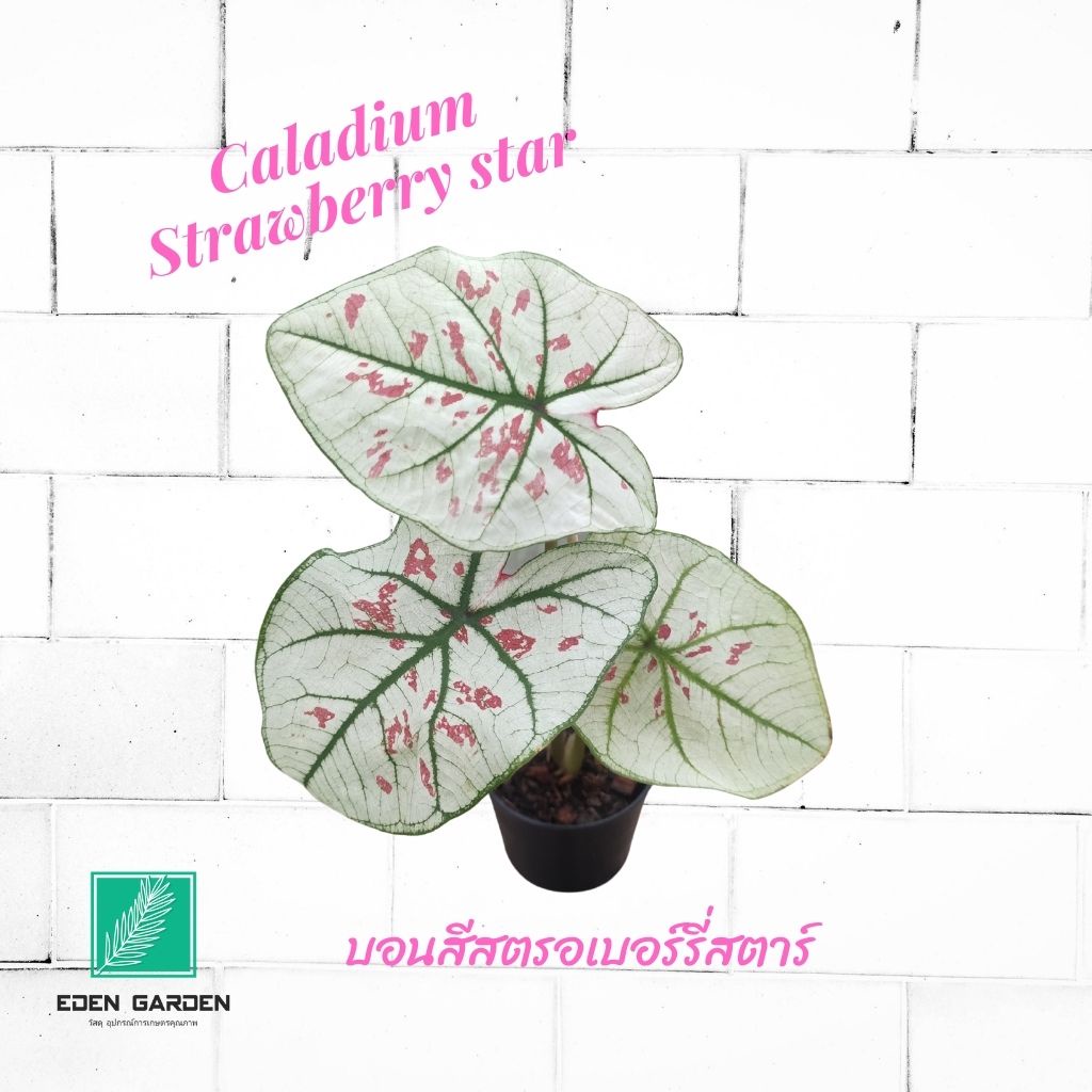 บอนสี สตรอเบอร์รี่สตาร์🌷(Caladium Strawberry Star) กระถาง 4 นิ้ว คัดฟอร์มสวย