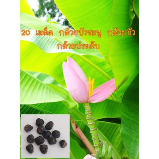 20 เมล็ด กล้วยบัวชมพู กล้วยบัว กล้วยประดับ ต้นกล้วยบัวสีชมพู จัดเป็นกล้วยไม้ล้มลุก มีความสูงได้ประมาณ 1-3 เมตร