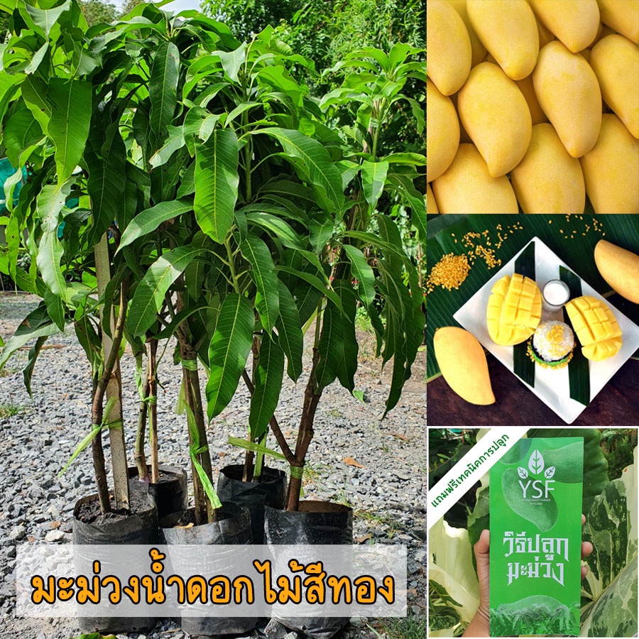 ต้นมะม่วงน้ำดอกไม้สีทอง ขนาด 65-100 ซม.ผิวสวย สีทองอร่าม เนื้อเยอะ รสชาติหวานหอม เมล็ดบางเสี้ยนน้อย