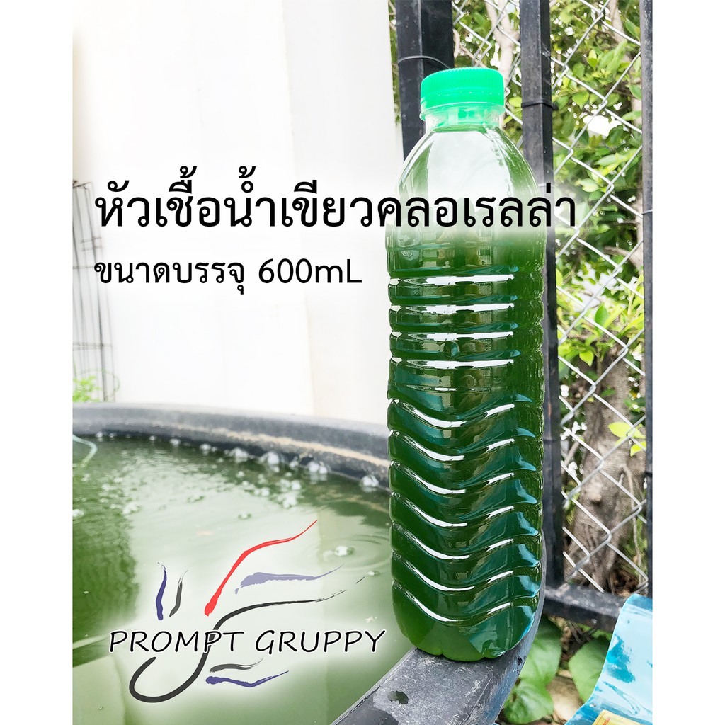 น้ำเขียวไรแดง คลอเรลล่า สำหรับเป็นอาหารไรน้ำ ไรแดง