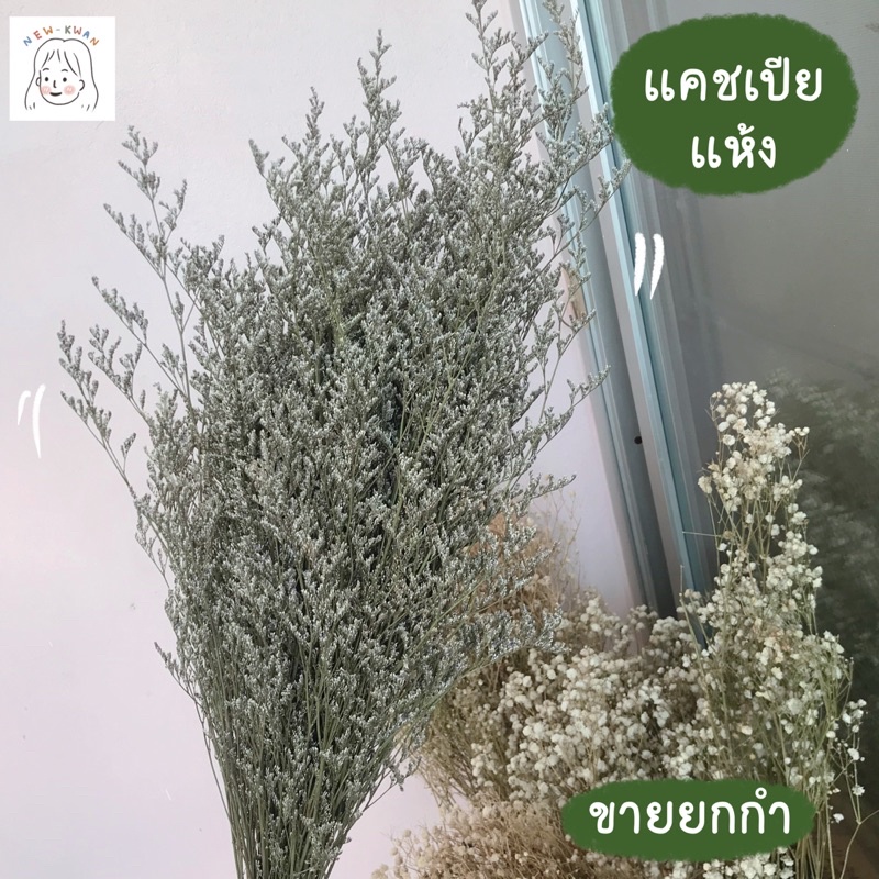 ดอกเเคชเปีย ดอกไม้เเห้ง ขายยกกำ พร้อมส่ง
