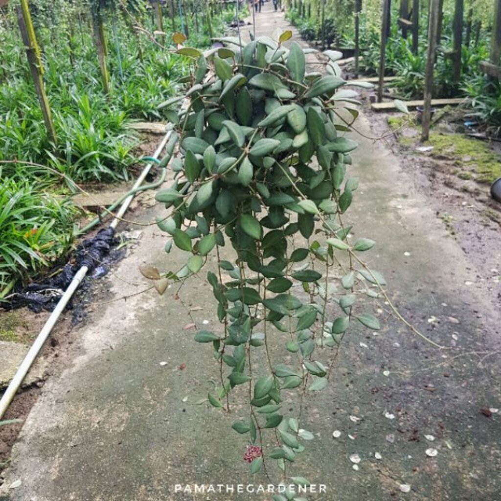 มุมมอง 2