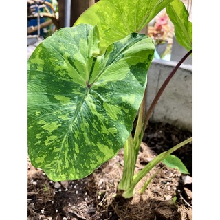 ต้นไม้ ไม้ด่าง colocasia midori sour บอน มิโดริ ต้นสูงใหญ่ แข็งแรง มีตุ่มหน่อโผล่แล้ว พร้อมตั้งแม่ได้เลย ส่งพร้อมกระถาง