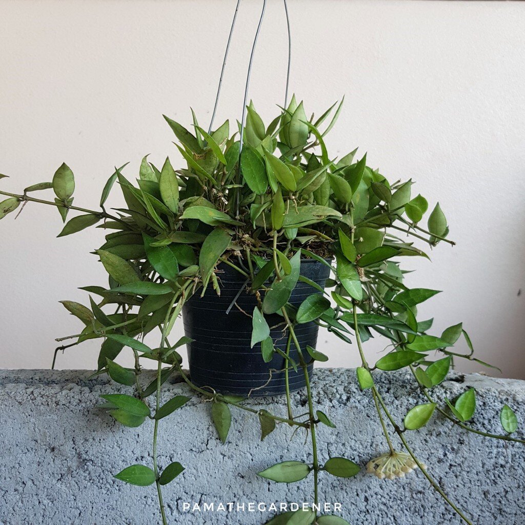 มุมมอง 4