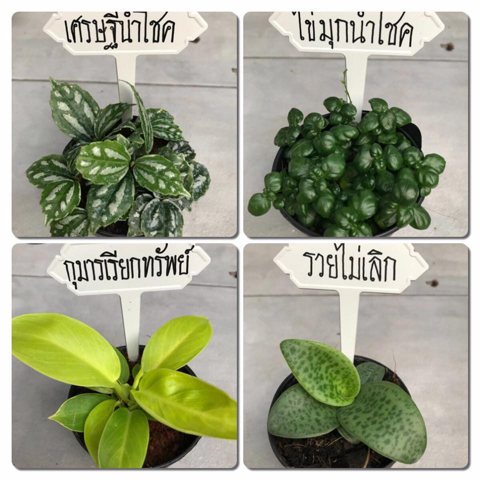 ไม้มงคลขนาด  3 นิ้ว เลี้ยงในร่ม