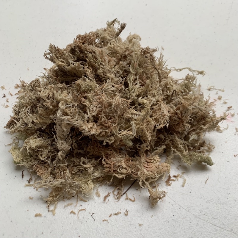 สแฟกนั่มมอส Sphagnum Moss ส่งไวมาก สำหรับ หอยทาก ไอโซพอด isopod isopods Snale