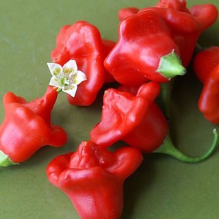 เมล็ด พริกมัสรูมเรด (Mushroom Red Pepper Seed) บรรจุ 5 เมล็ด เผ็ดน้อย