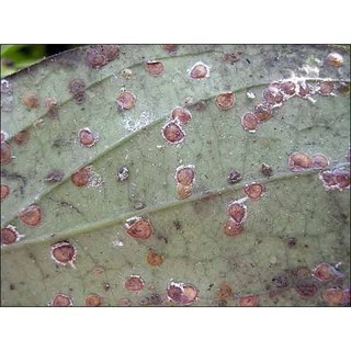 🐞 เซก้า ( 100 กรัม ) อะเซทามิพริด อะซีทามิพริด ป้องกันกำจัดแมลง ชนิดดูดซึม เพลี้ยอ่อน เพลี้ยหอย เพลี้ยแป้ง แมลงหวี่ขาว