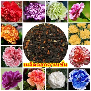 ขายส่ง เมล็ดพันธุ์คาร์เนชั่น Carnation เมล็ดดอกคาร์เนชั่นรวมสี ดอกไม้แห่งความรัก ดอกไม้แห่งพระเจ้า ดอกไม้ประจำชาติสเปน