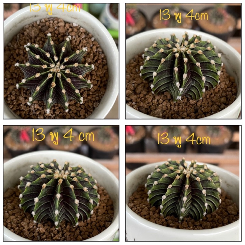 lb2178แท้13พูไม้เมล็ด